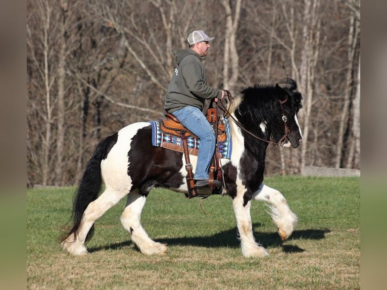 Cob Irlandese / Tinker / Gypsy Vanner Castrone 12 Anni 152 cm Morello in Jamestown, KY