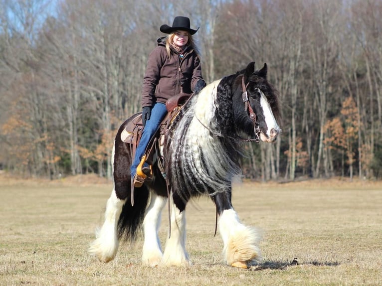 Cob Irlandese / Tinker / Gypsy Vanner Castrone 12 Anni 152 cm in Clarion, PA
