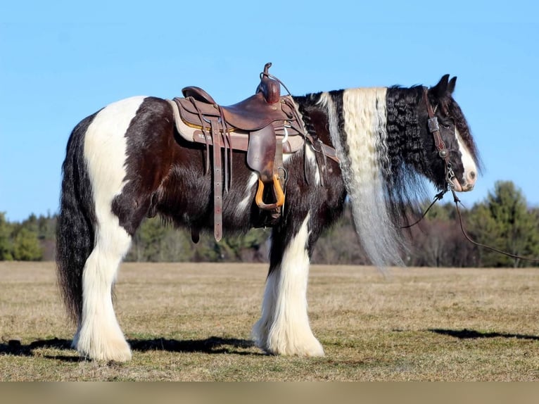 Cob Irlandese / Tinker / Gypsy Vanner Castrone 12 Anni 152 cm in Clarion, PA