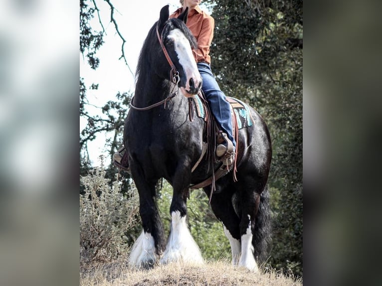 Cob Irlandese / Tinker / Gypsy Vanner Castrone 12 Anni 152 cm in Waterford, CA