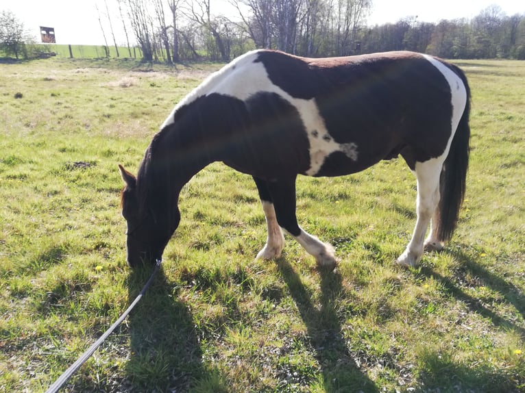 Cob Irlandese / Tinker / Gypsy Vanner Mix Castrone 12 Anni 153 cm Pezzato in Löwenberger Land