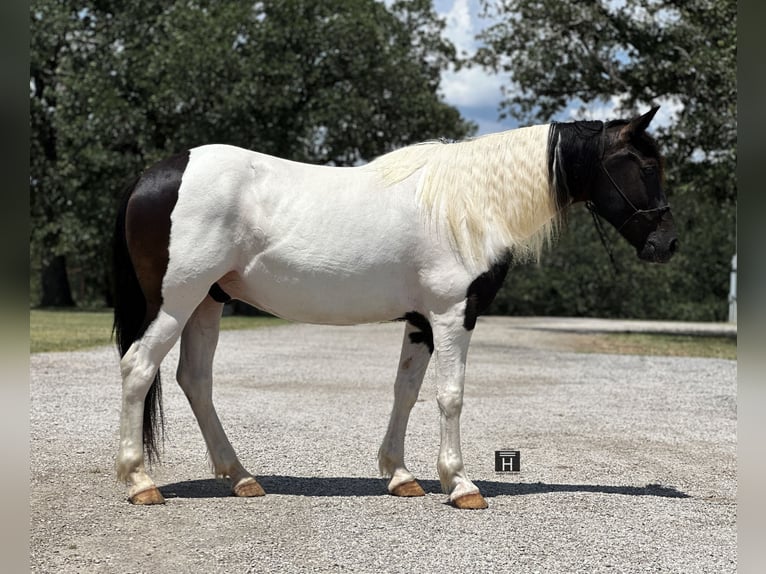 Cob Irlandese / Tinker / Gypsy Vanner Mix Castrone 12 Anni in Jacksboro