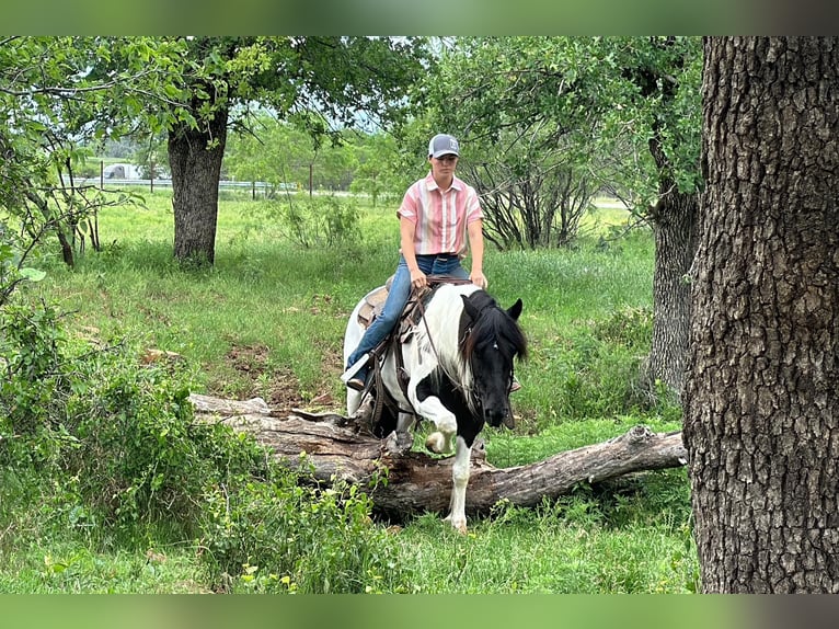 Cob Irlandese / Tinker / Gypsy Vanner Castrone 12 Anni Tobiano-tutti i colori in Jacksboro TX