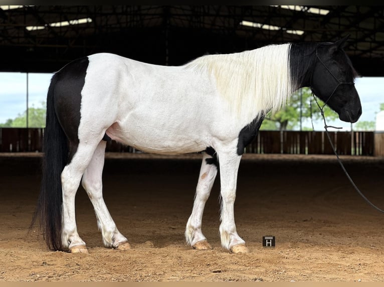 Cob Irlandese / Tinker / Gypsy Vanner Castrone 12 Anni Tobiano-tutti i colori in Jacksboro TX