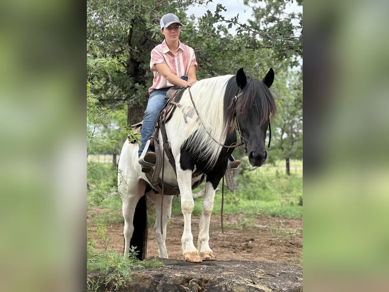 Cob Irlandese / Tinker / Gypsy Vanner Castrone 12 Anni Tobiano-tutti i colori in Jacksboro TX