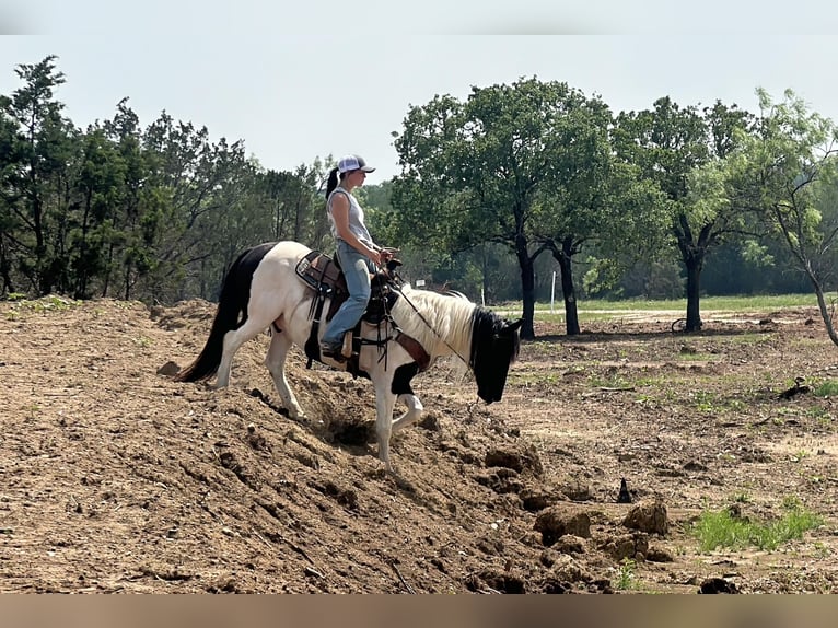 Cob Irlandese / Tinker / Gypsy Vanner Castrone 12 Anni Tobiano-tutti i colori in Jacksboro TX