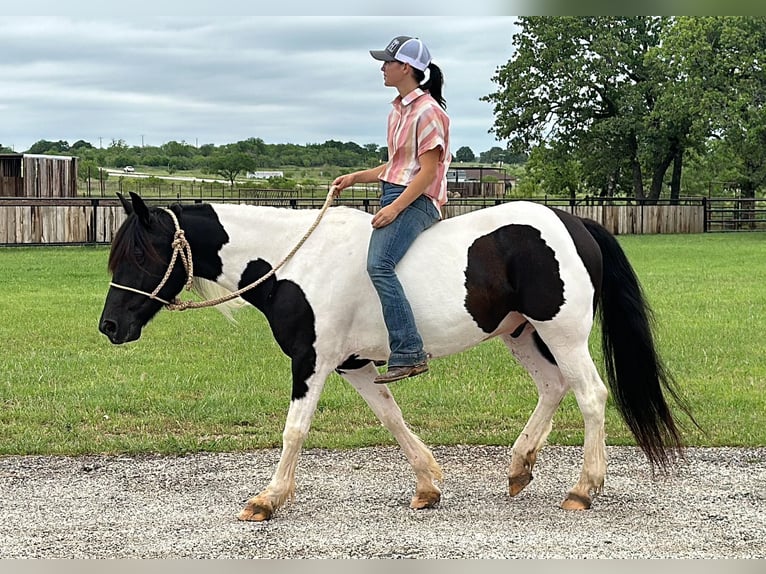 Cob Irlandese / Tinker / Gypsy Vanner Castrone 12 Anni Tobiano-tutti i colori in Jacksboro TX