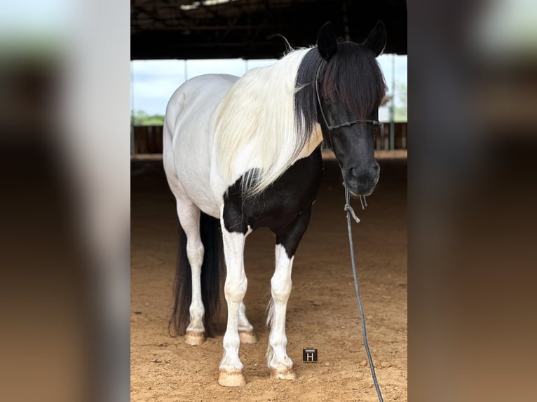 Cob Irlandese / Tinker / Gypsy Vanner Castrone 12 Anni Tobiano-tutti i colori in Jacksboro TX