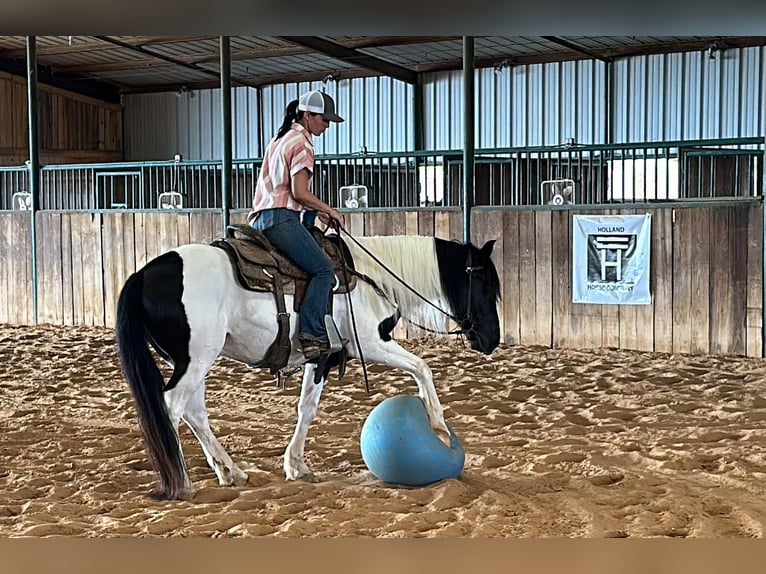 Cob Irlandese / Tinker / Gypsy Vanner Castrone 12 Anni Tobiano-tutti i colori in Jacksboro TX