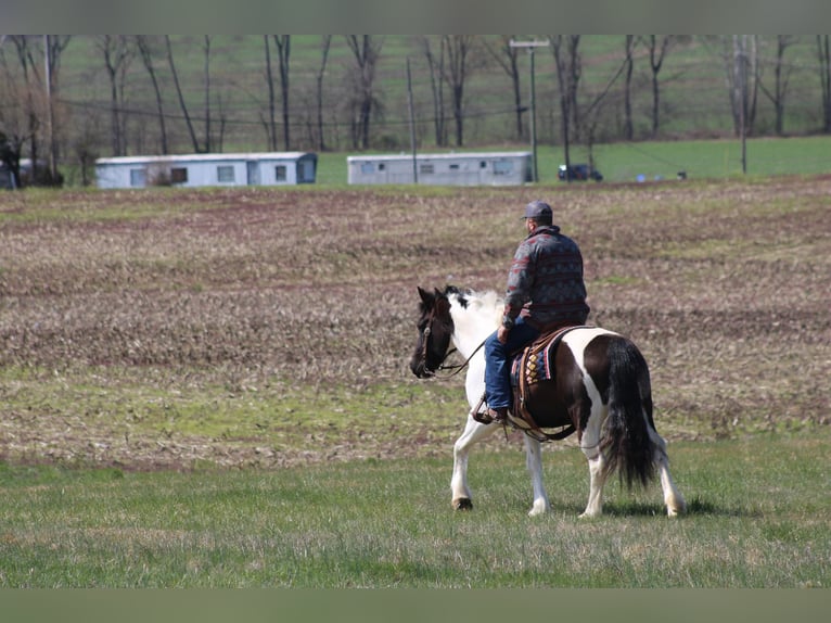 Cob Irlandese / Tinker / Gypsy Vanner Castrone 12 Anni Tobiano-tutti i colori in Sonora KY