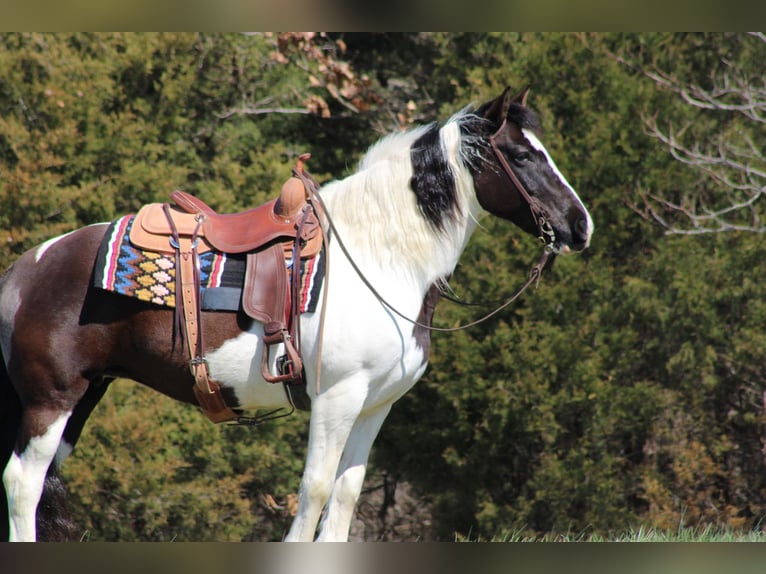 Cob Irlandese / Tinker / Gypsy Vanner Castrone 12 Anni Tobiano-tutti i colori in Sonora KY