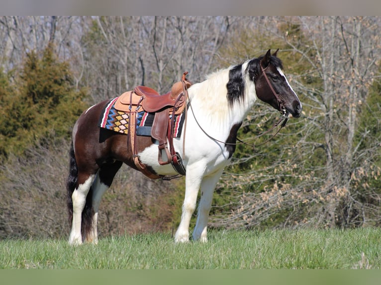 Cob Irlandese / Tinker / Gypsy Vanner Castrone 12 Anni Tobiano-tutti i colori in Sonora KY