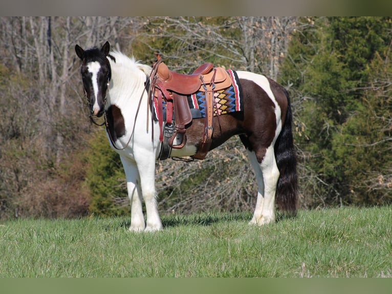 Cob Irlandese / Tinker / Gypsy Vanner Castrone 12 Anni Tobiano-tutti i colori in Sonora KY