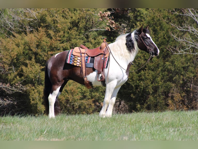 Cob Irlandese / Tinker / Gypsy Vanner Castrone 12 Anni Tobiano-tutti i colori in Sonora KY