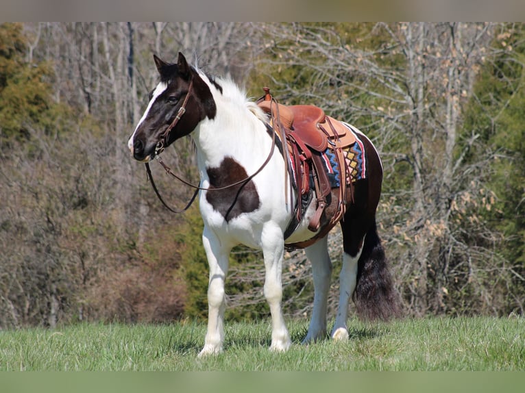 Cob Irlandese / Tinker / Gypsy Vanner Castrone 12 Anni Tobiano-tutti i colori in Sonora KY