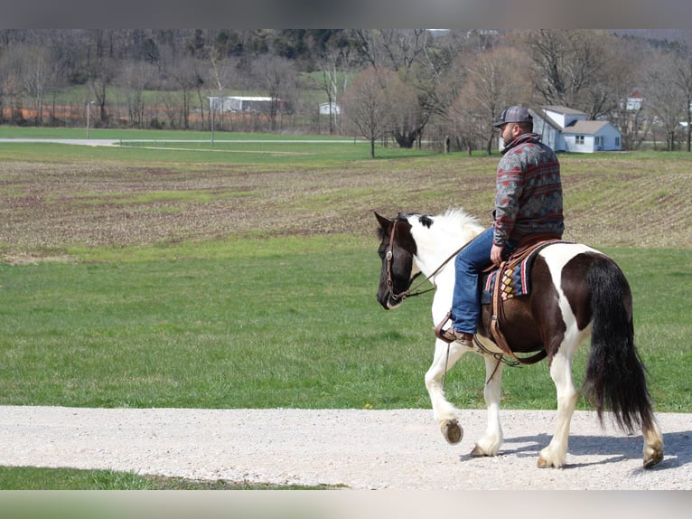 Cob Irlandese / Tinker / Gypsy Vanner Castrone 12 Anni Tobiano-tutti i colori in Sonora KY