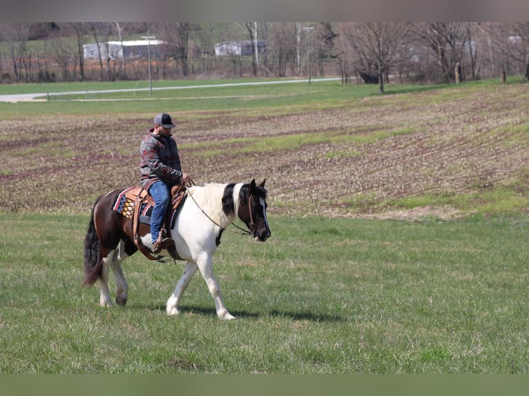 Cob Irlandese / Tinker / Gypsy Vanner Castrone 12 Anni Tobiano-tutti i colori in Sonora KY