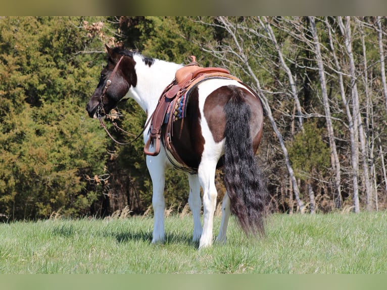 Cob Irlandese / Tinker / Gypsy Vanner Castrone 12 Anni Tobiano-tutti i colori in Sonora KY