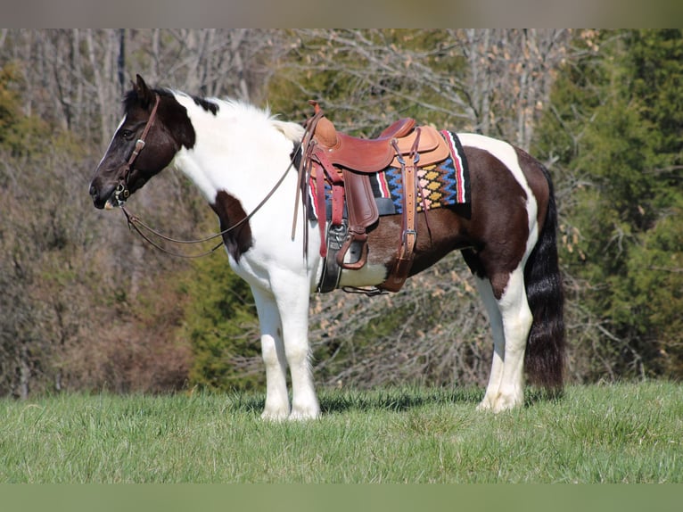 Cob Irlandese / Tinker / Gypsy Vanner Castrone 12 Anni Tobiano-tutti i colori in Sonora KY