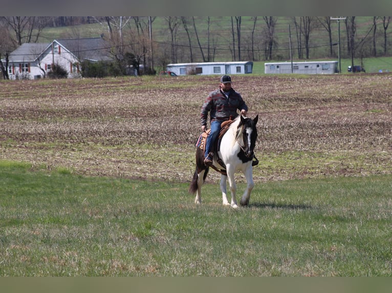 Cob Irlandese / Tinker / Gypsy Vanner Castrone 12 Anni Tobiano-tutti i colori in Sonora KY