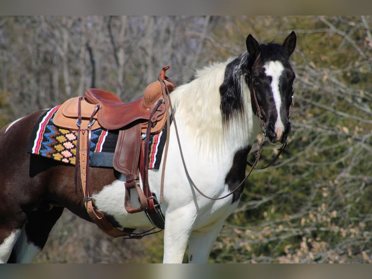 Cob Irlandese / Tinker / Gypsy Vanner Castrone 12 Anni Tobiano-tutti i colori in Sonora KY