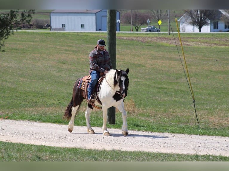 Cob Irlandese / Tinker / Gypsy Vanner Castrone 12 Anni Tobiano-tutti i colori in Sonora KY