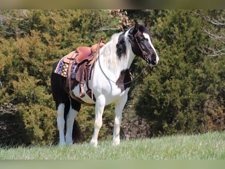 Cob Irlandese / Tinker / Gypsy Vanner Castrone 12 Anni Tobiano-tutti i colori in Sonora KY