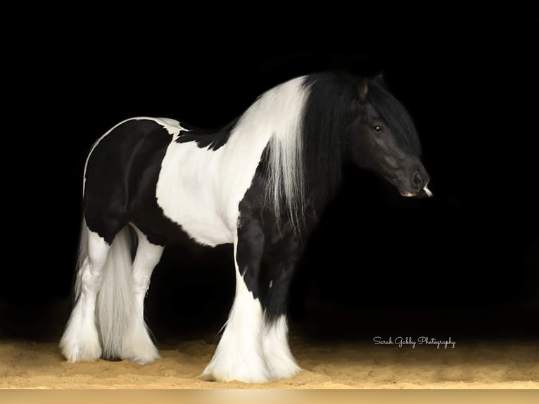 Cob Irlandese / Tinker / Gypsy Vanner Castrone 13 Anni 137 cm Tobiano-tutti i colori in Hazelton IA