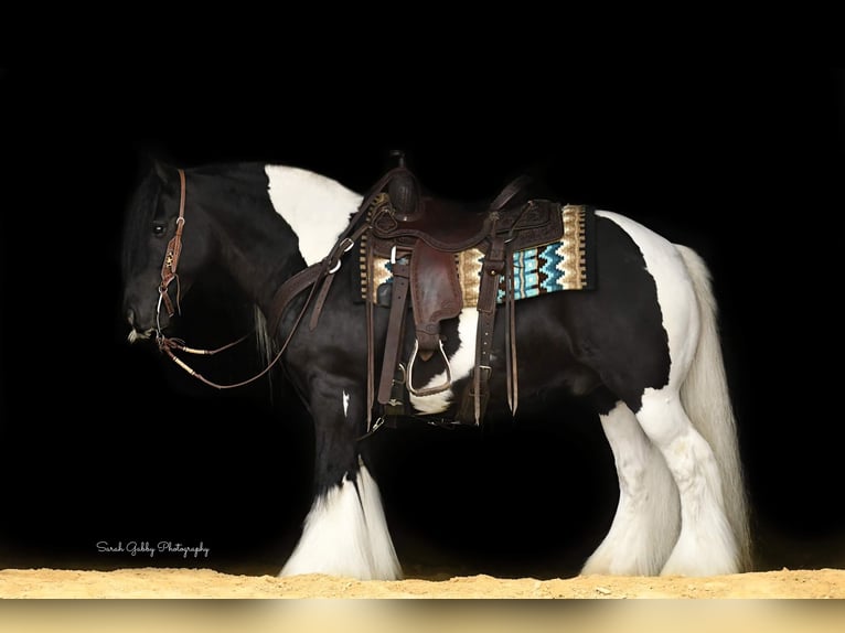 Cob Irlandese / Tinker / Gypsy Vanner Castrone 13 Anni 137 cm Tobiano-tutti i colori in Hazelton IA