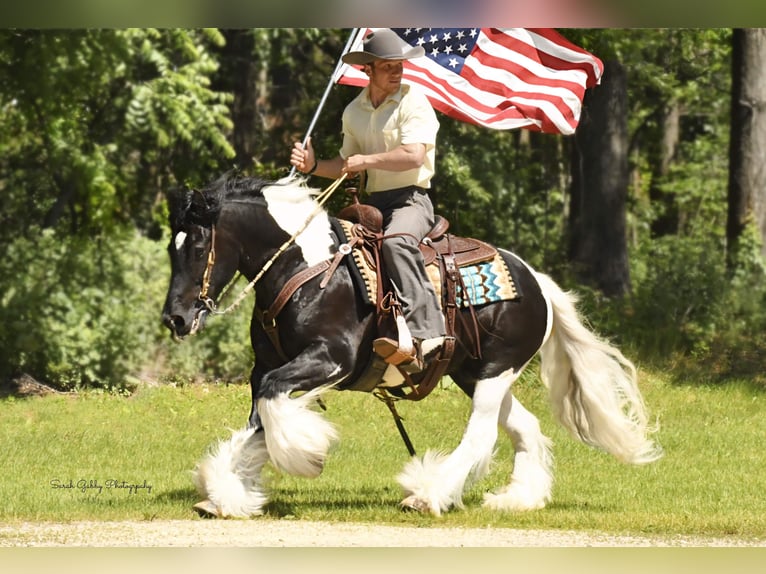 Cob Irlandese / Tinker / Gypsy Vanner Castrone 13 Anni 137 cm Tobiano-tutti i colori in Hazelton IA