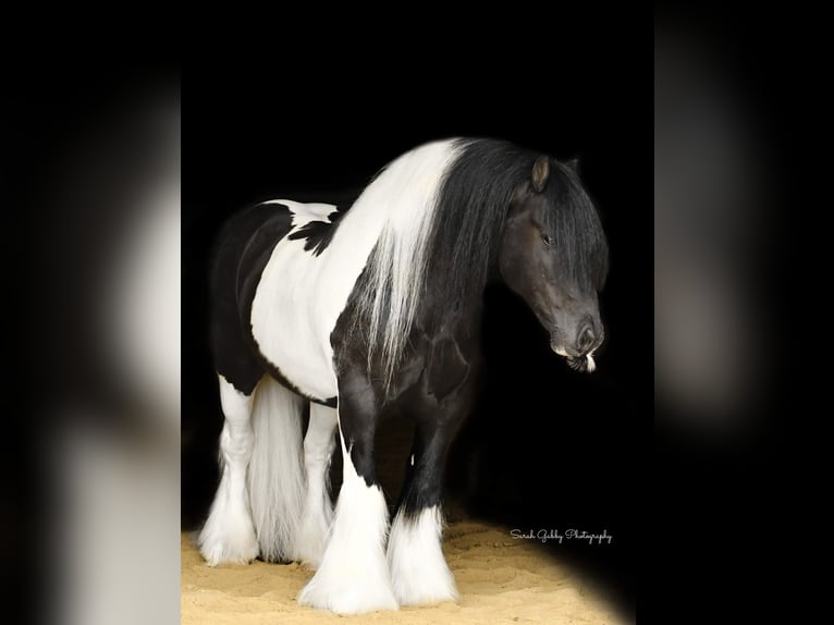 Cob Irlandese / Tinker / Gypsy Vanner Castrone 13 Anni 137 cm Tobiano-tutti i colori in Hazelton IA