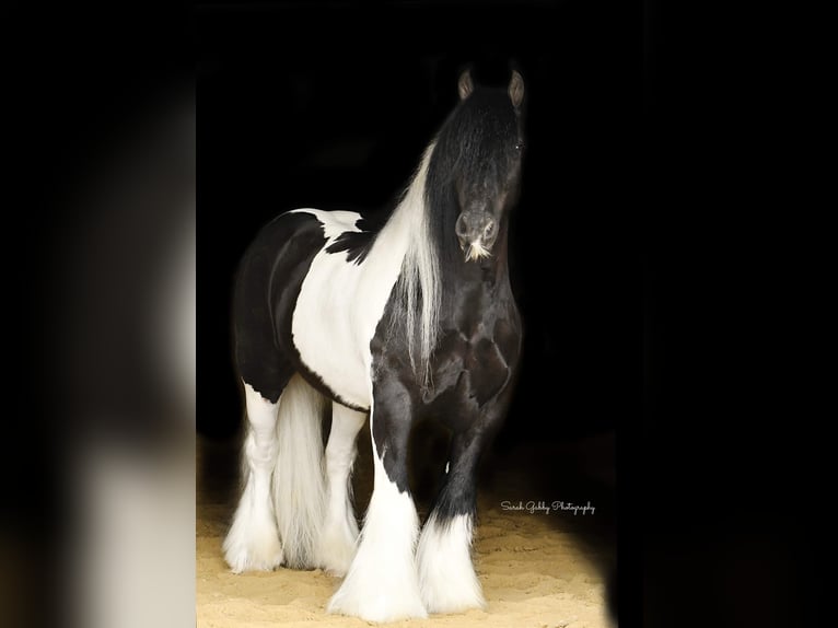 Cob Irlandese / Tinker / Gypsy Vanner Castrone 13 Anni 137 cm Tobiano-tutti i colori in Hazelton IA