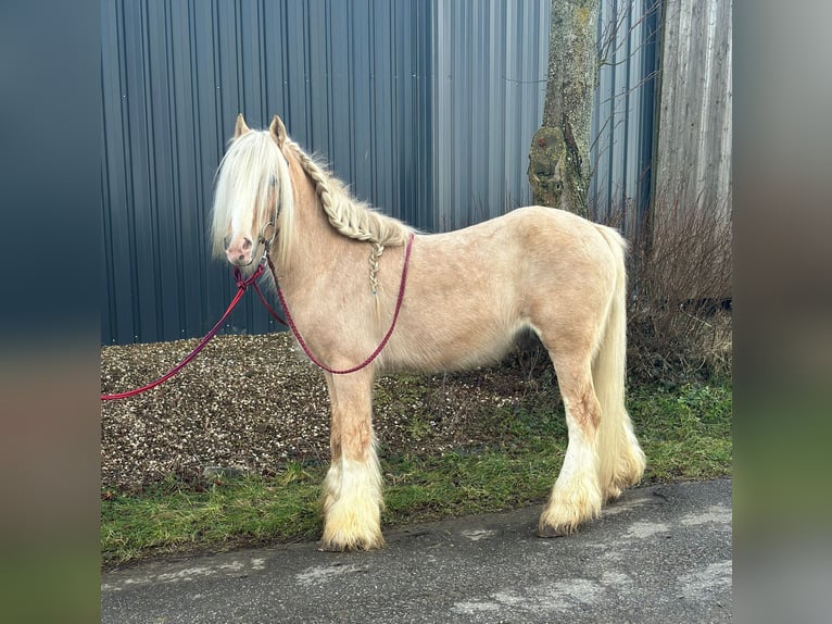 Cob Irlandese / Tinker / Gypsy Vanner Castrone 13 Anni 138 cm Cremello in Linnich