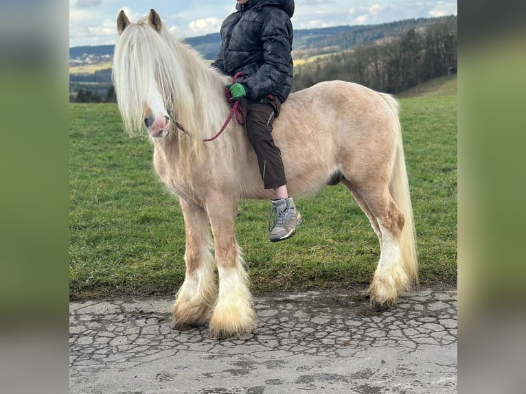 Cob Irlandese / Tinker / Gypsy Vanner Castrone 13 Anni 138 cm Cremello in Linnich