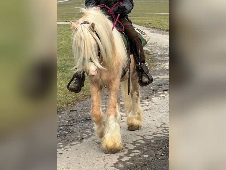 Cob Irlandese / Tinker / Gypsy Vanner Castrone 13 Anni 139 cm Palomino in Hillesheim