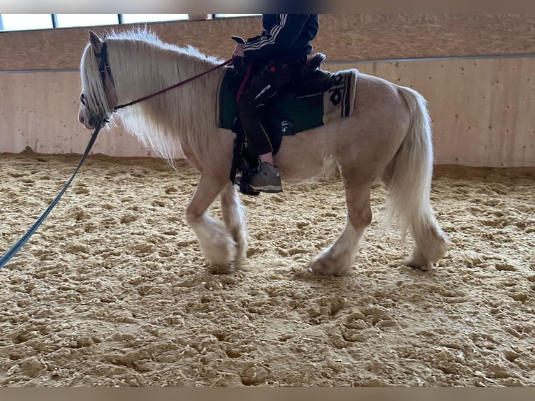 Cob Irlandese / Tinker / Gypsy Vanner Castrone 13 Anni 139 cm Palomino in Hillesheim