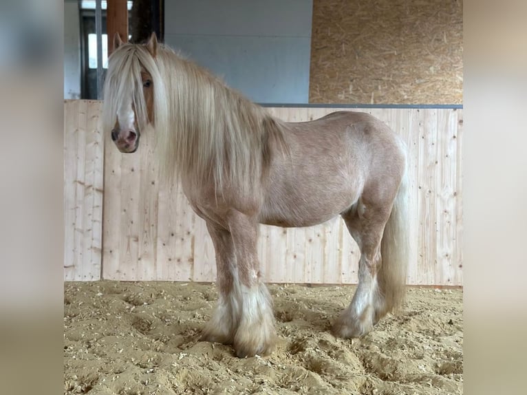 Cob Irlandese / Tinker / Gypsy Vanner Castrone 13 Anni 139 cm Palomino in Hillesheim