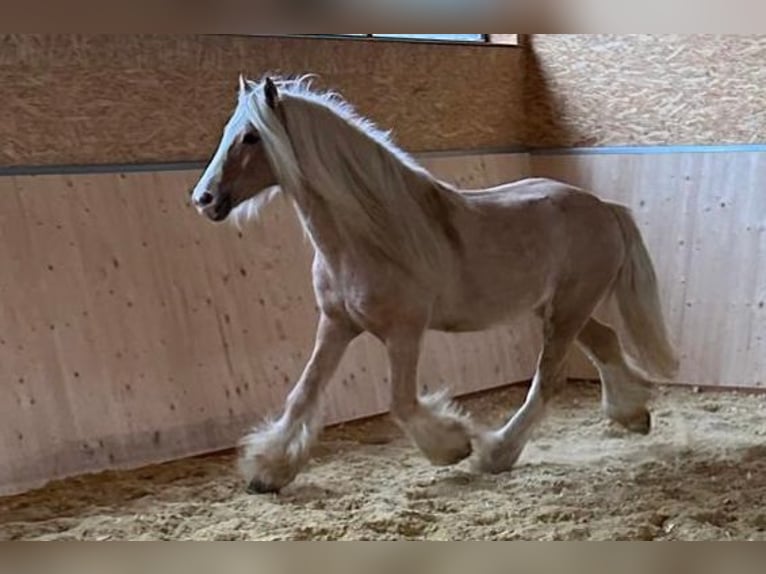 Cob Irlandese / Tinker / Gypsy Vanner Castrone 13 Anni 139 cm Palomino in Hillesheim