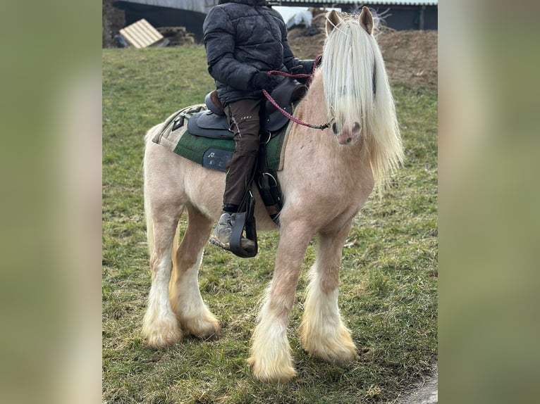 Cob Irlandese / Tinker / Gypsy Vanner Castrone 13 Anni 139 cm Palomino in Hillesheim