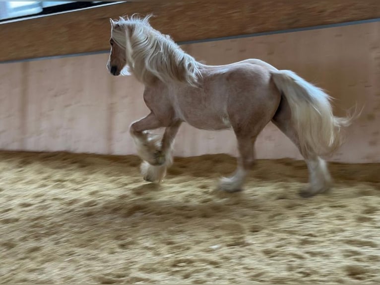 Cob Irlandese / Tinker / Gypsy Vanner Castrone 13 Anni 139 cm Palomino in Hillesheim