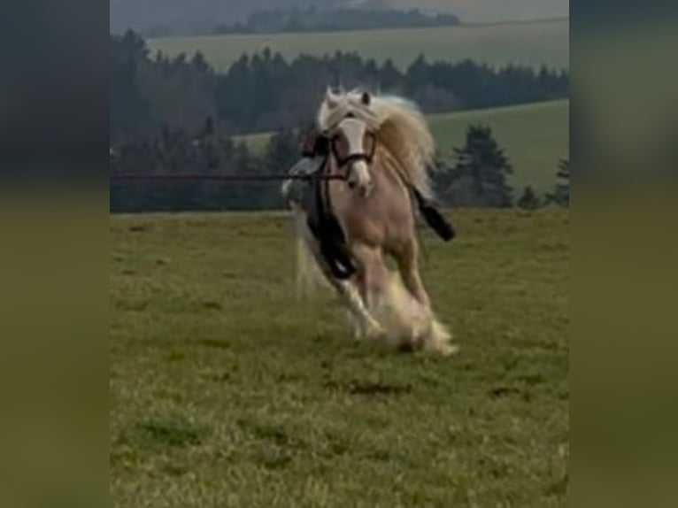 Cob Irlandese / Tinker / Gypsy Vanner Castrone 13 Anni 139 cm Palomino in Hillesheim