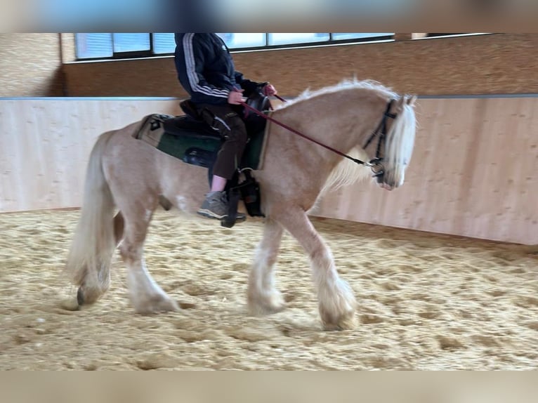 Cob Irlandese / Tinker / Gypsy Vanner Castrone 13 Anni 139 cm Palomino in Hillesheim