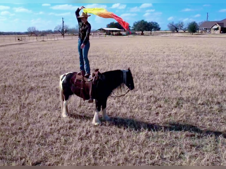 Cob Irlandese / Tinker / Gypsy Vanner Castrone 13 Anni 145 cm Tobiano-tutti i colori in San Antonio TX