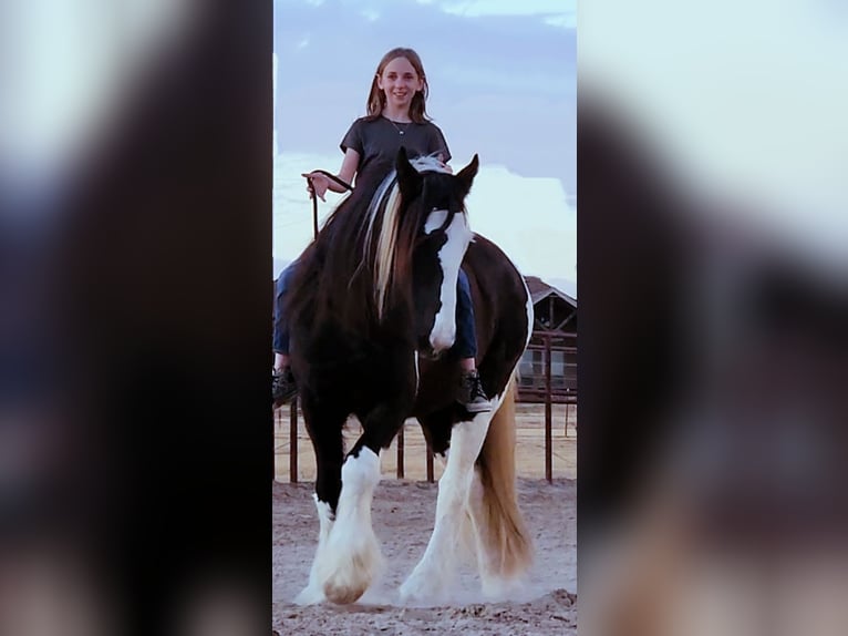 Cob Irlandese / Tinker / Gypsy Vanner Castrone 13 Anni 145 cm Tobiano-tutti i colori in San Antonio TX