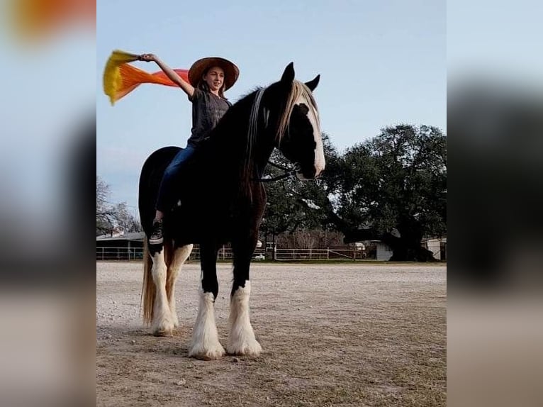 Cob Irlandese / Tinker / Gypsy Vanner Castrone 13 Anni 145 cm Tobiano-tutti i colori in San Antonio TX