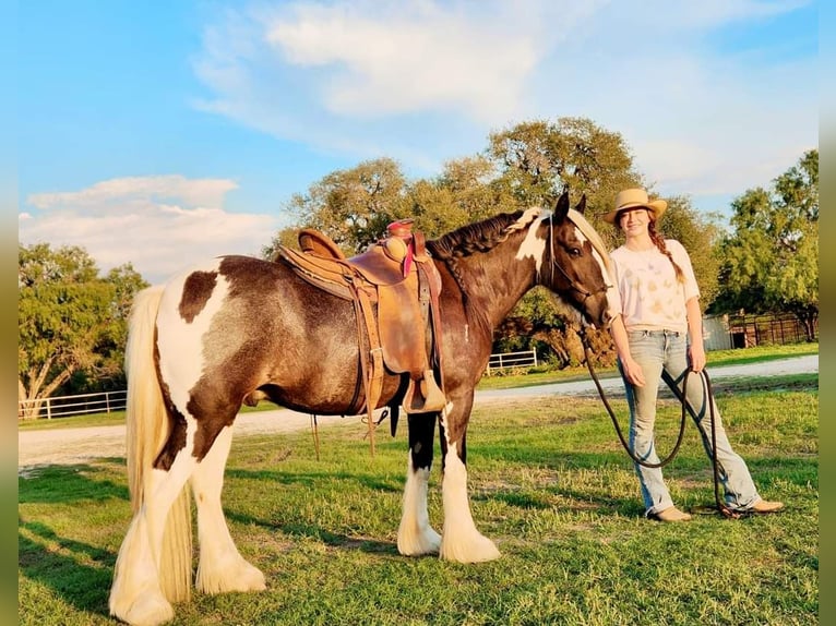 Cob Irlandese / Tinker / Gypsy Vanner Castrone 13 Anni 145 cm Tobiano-tutti i colori in San Antonio TX