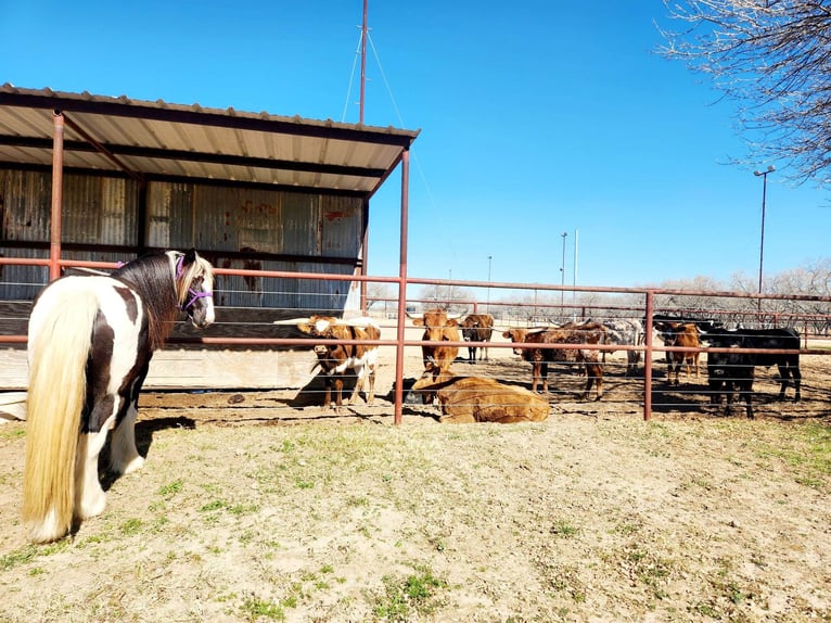 Cob Irlandese / Tinker / Gypsy Vanner Castrone 13 Anni 145 cm Tobiano-tutti i colori in San Antonio TX