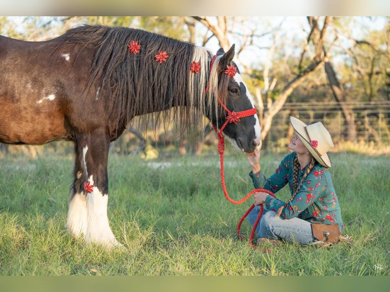 Cob Irlandese / Tinker / Gypsy Vanner Castrone 13 Anni 145 cm Tobiano-tutti i colori in San Antonio TX