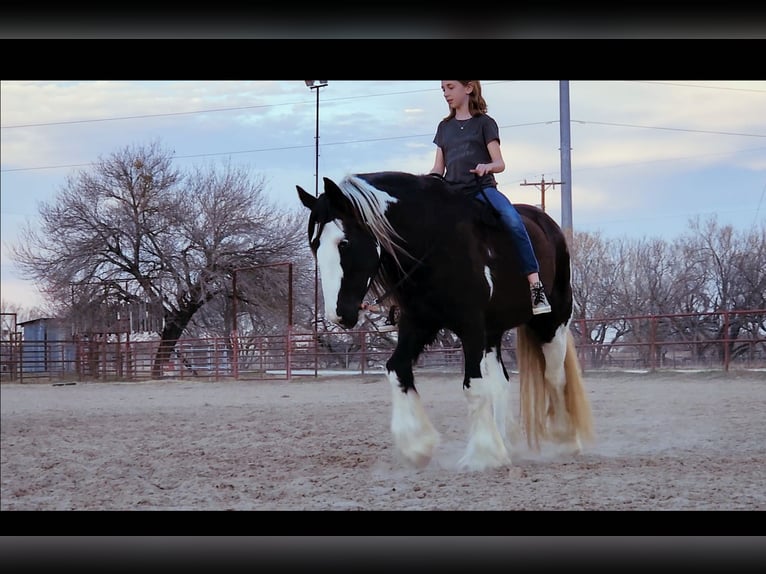 Cob Irlandese / Tinker / Gypsy Vanner Castrone 13 Anni 145 cm Tobiano-tutti i colori in San Antonio TX