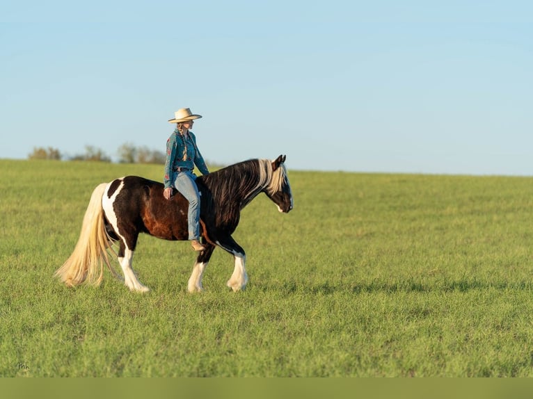 Cob Irlandese / Tinker / Gypsy Vanner Castrone 13 Anni 145 cm Tobiano-tutti i colori in San Antonio TX